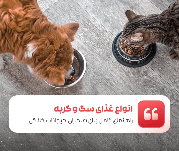 All kinds of cat and dog food