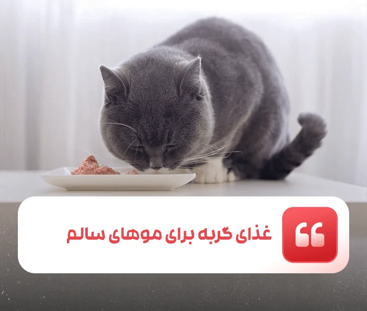 Cat food for healthy hair