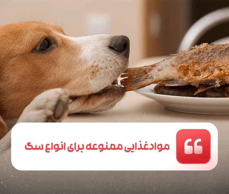 Prohibited food for all types of dogs