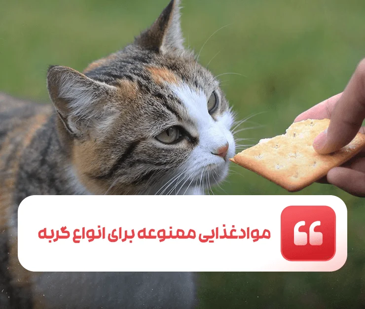 Prohibited food for all types of cats