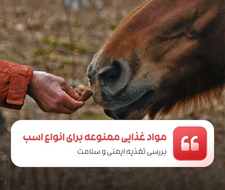 Forbidden foods for all types of horses