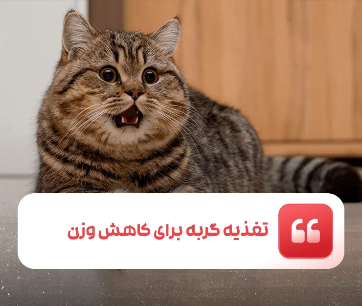 Cat nutrition for weight loss