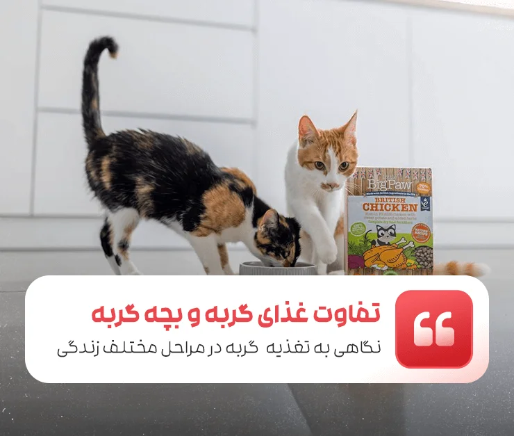 The difference between cat and kitten food