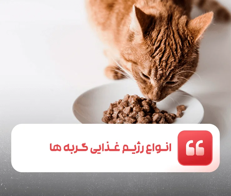 Types of cat diet