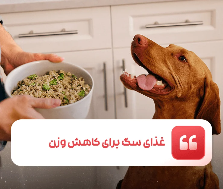 Dog food for weight loss