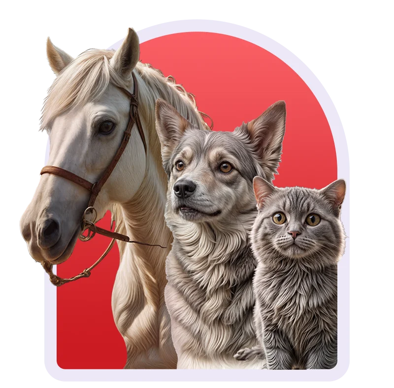 شرکت غذای خشک ژوسیکا