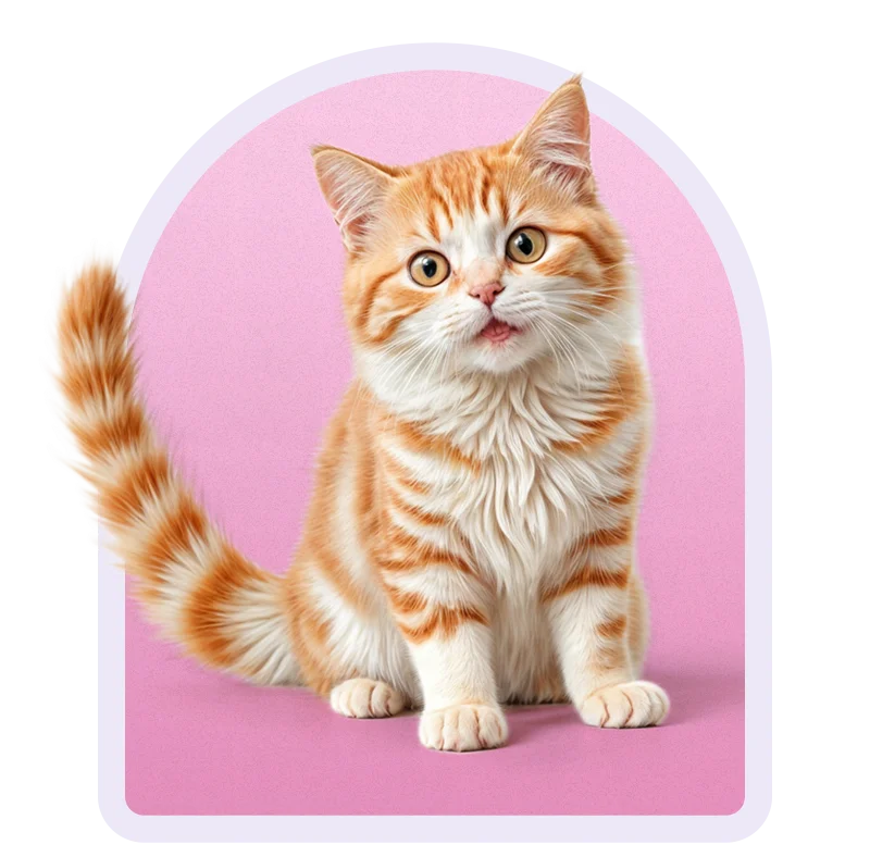 غذای خشک گربه