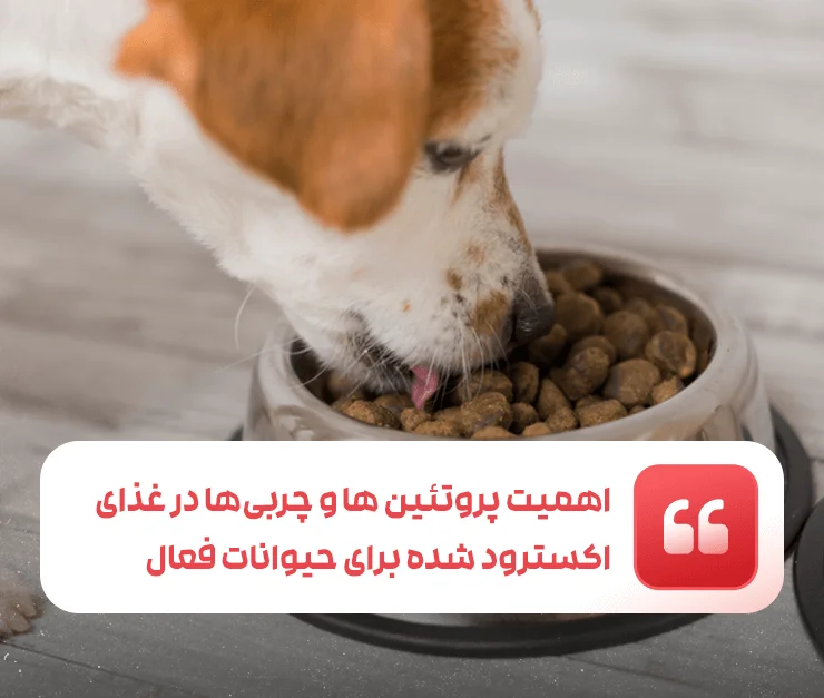 The role of proteins and fats in extruded food