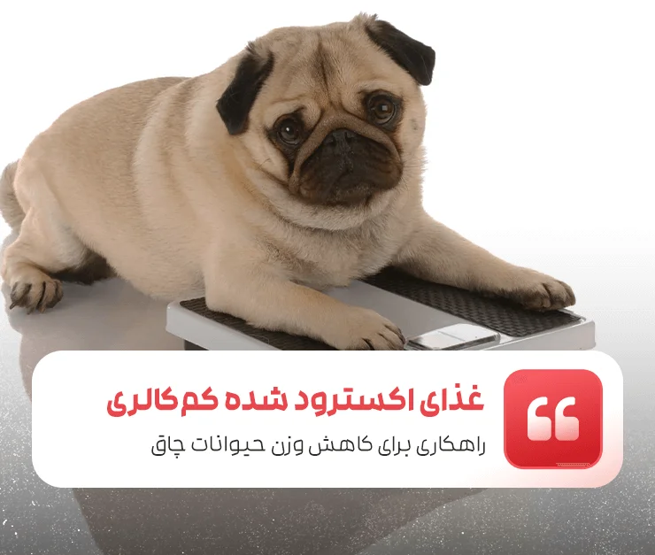 Extruded low-calorie food for obese animals