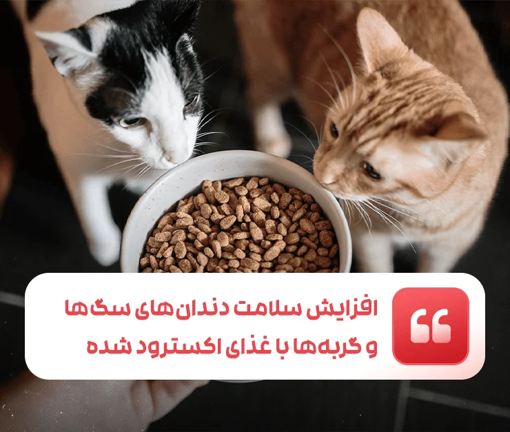 Extruded food and dental health of dogs and cats