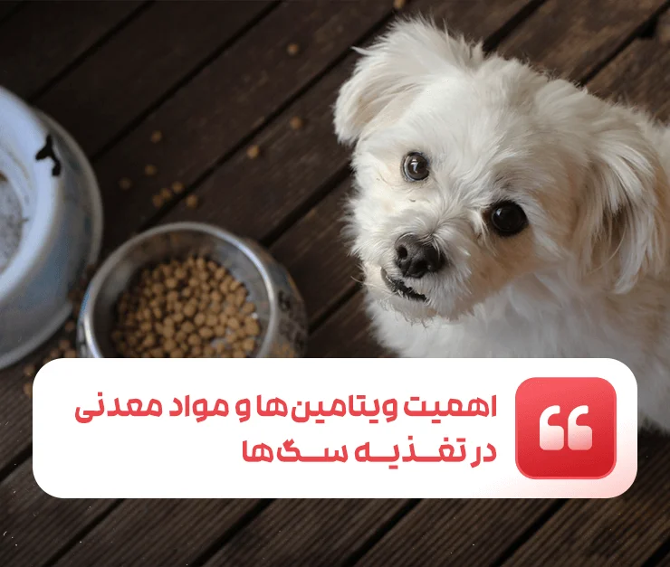 Vitamins and dog nutrition