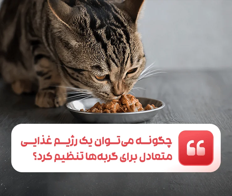 Balanced diet for cats