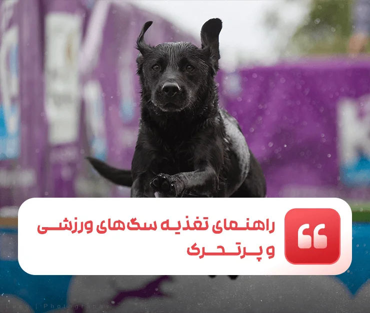 Nutrition for athletic and active dogs