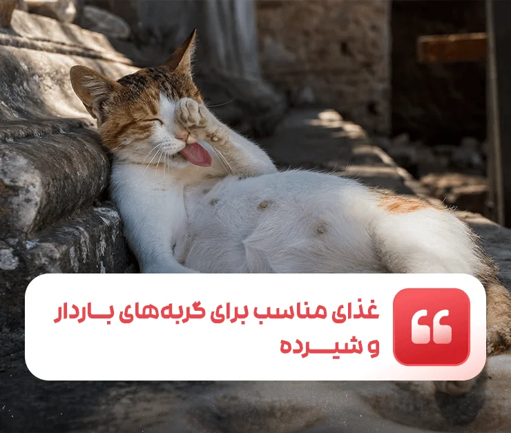 Suitable food for pregnant and lactating cats