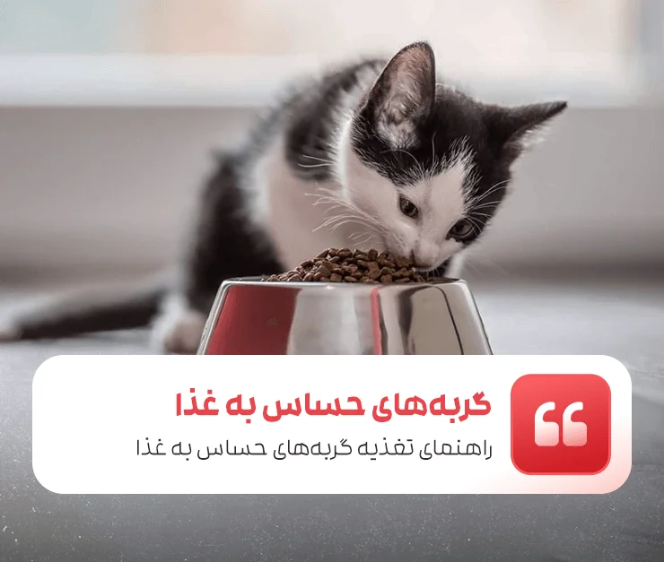 Sensitive Cat Nutrition