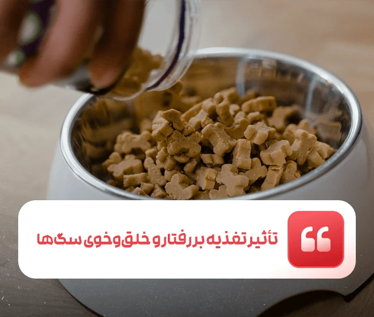Dog Behavior Nutrition