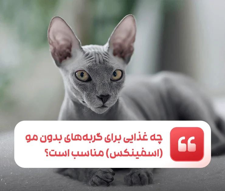 Sphynx Cat Diet