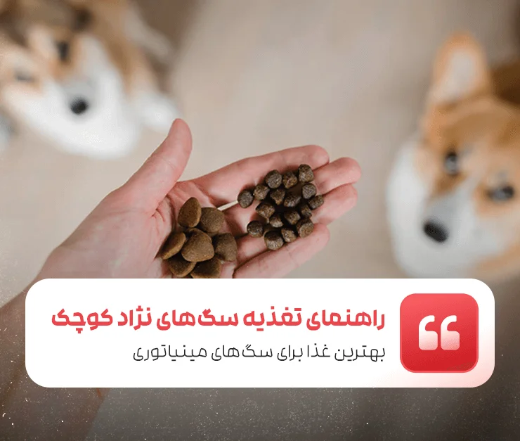 Small Dog Nutrition