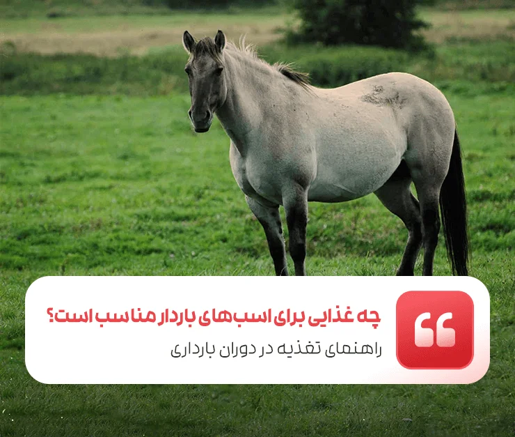 Horse Pregnancy Diet