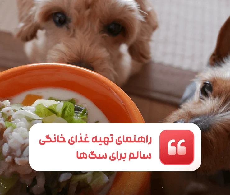 Homemade Dog Food