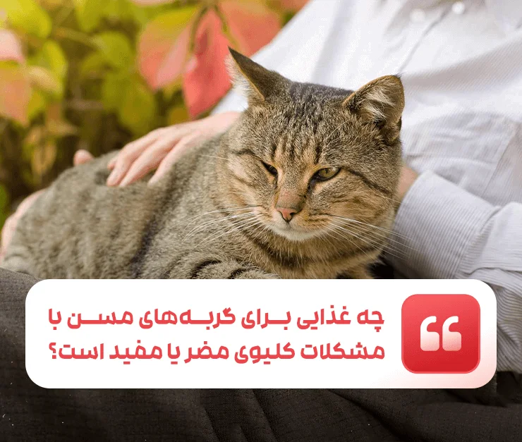Feeding elderly cats with kidney problems