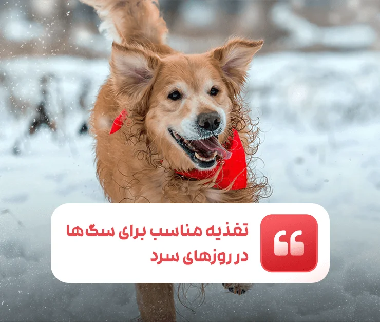 Suitable nutrition for dogs on cold days