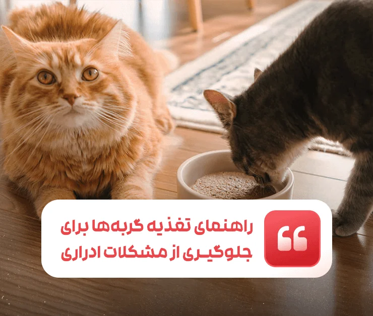 Guide to feeding cats to prevent urinary problems