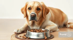 What foods are suitable for dogs with skin allergies?