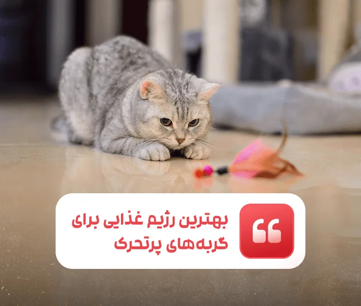 The best diet for active cats