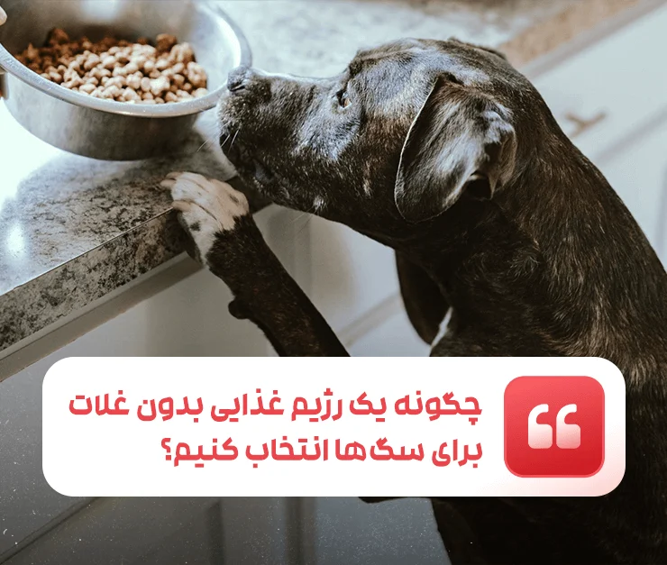 Grain Free Dog Diet