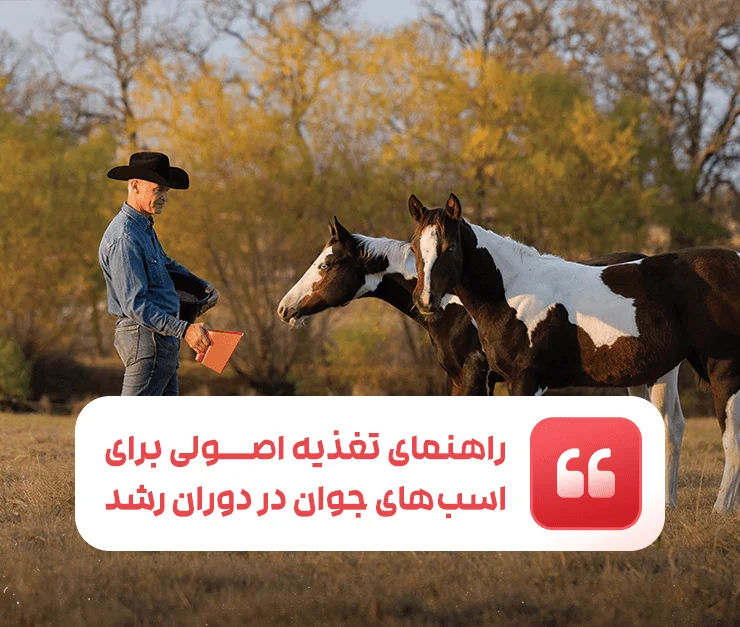 A basic feeding guide for young horses during growth