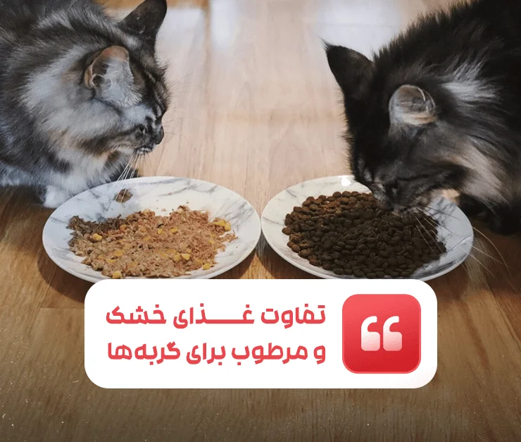 The difference between dry and wet food for cats