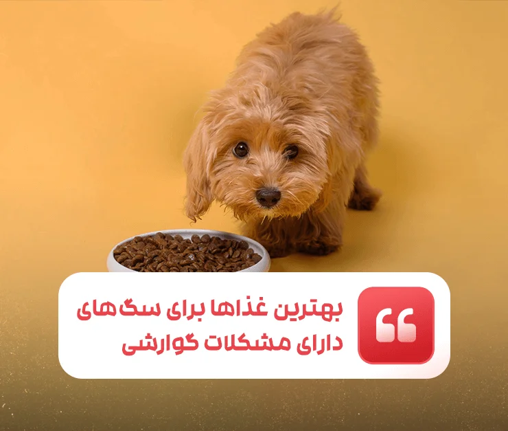Dogs with digestive problems