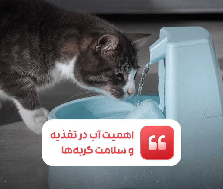 Water in the nutrition and health of cats