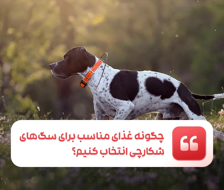 hunting dogs