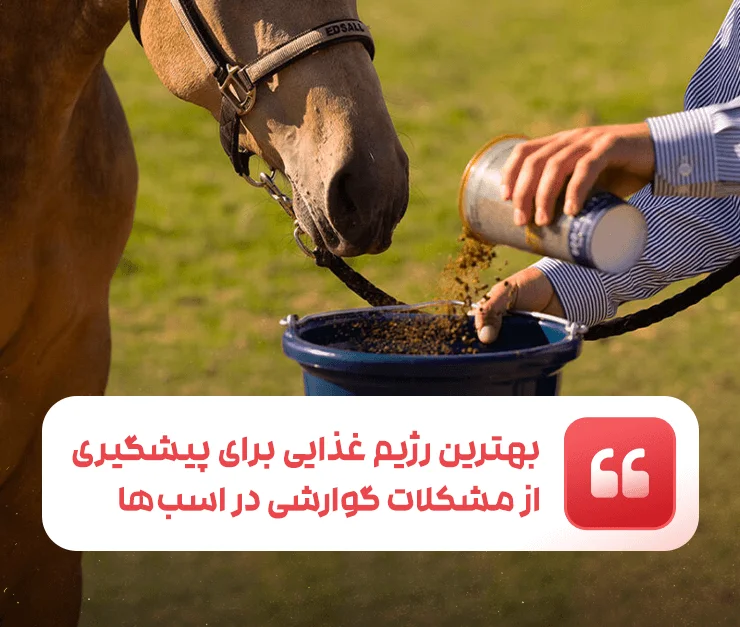 Digestive problems in horses