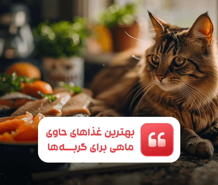 Best Fish Food Cats