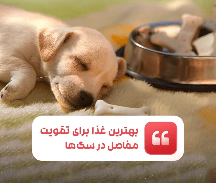 Best Food Dog Joints
