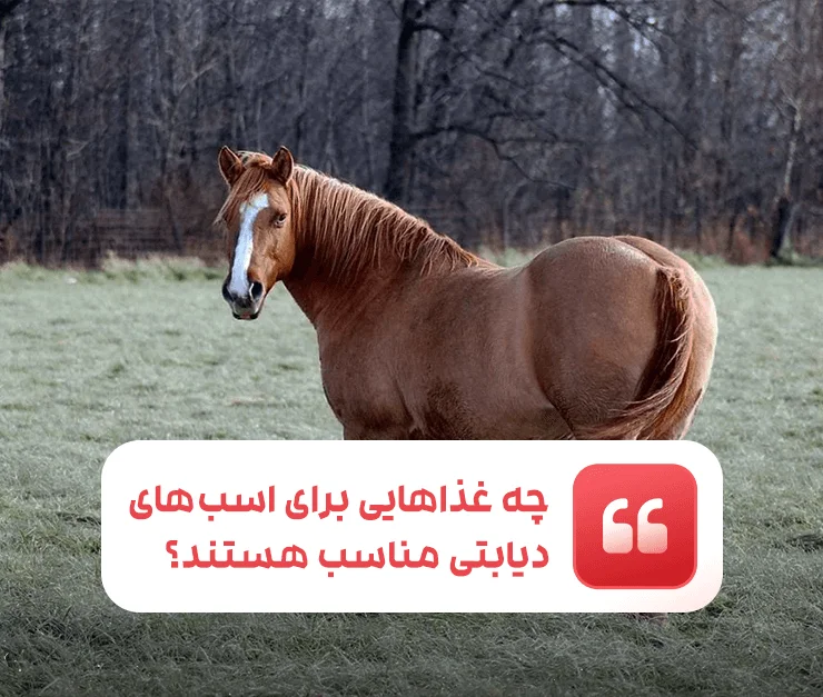 What foods are suitable for diabetic horses?