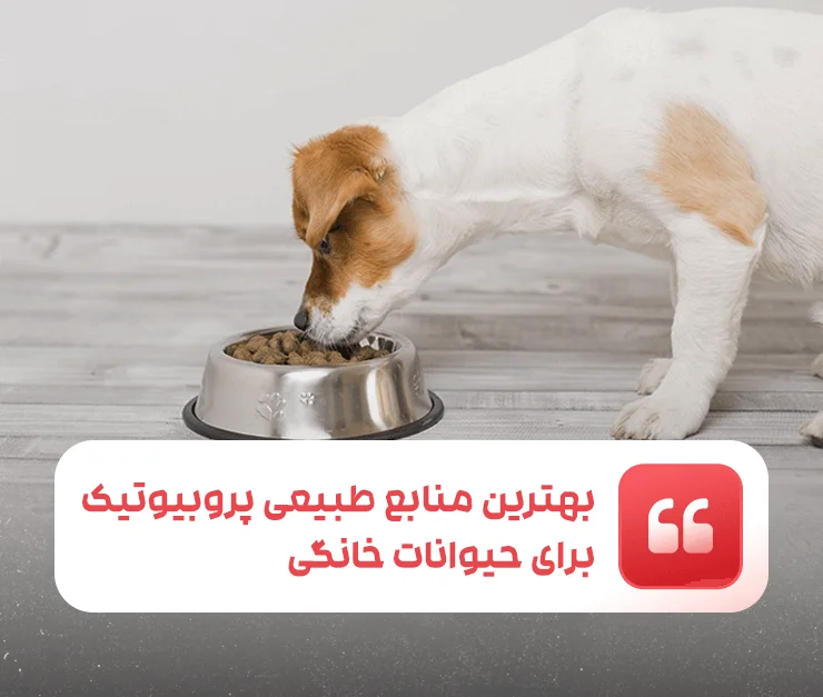 The best natural sources of probiotics for pets