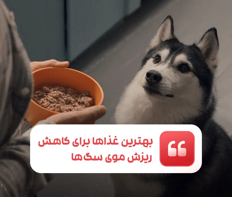 Best Foods Dog Hair