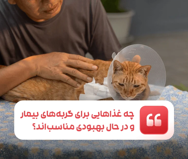 Cat Recovery Diet