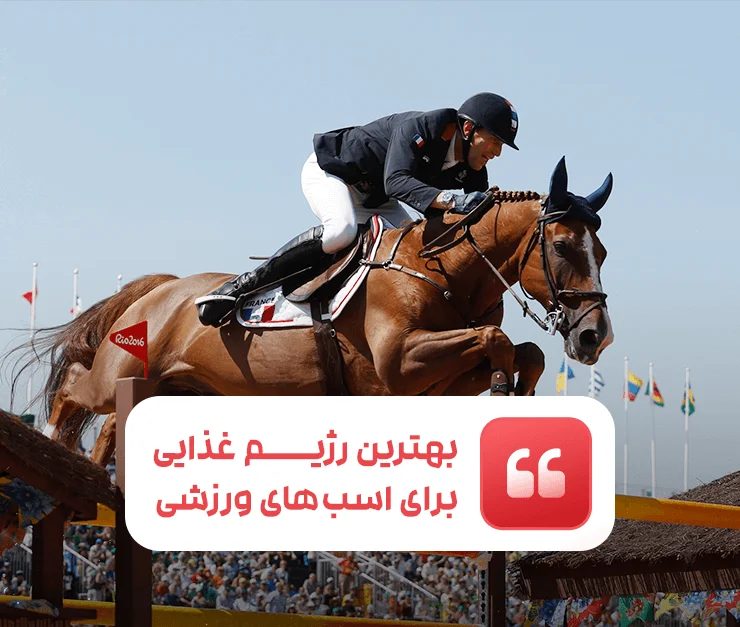 Best Diet Sport Horses