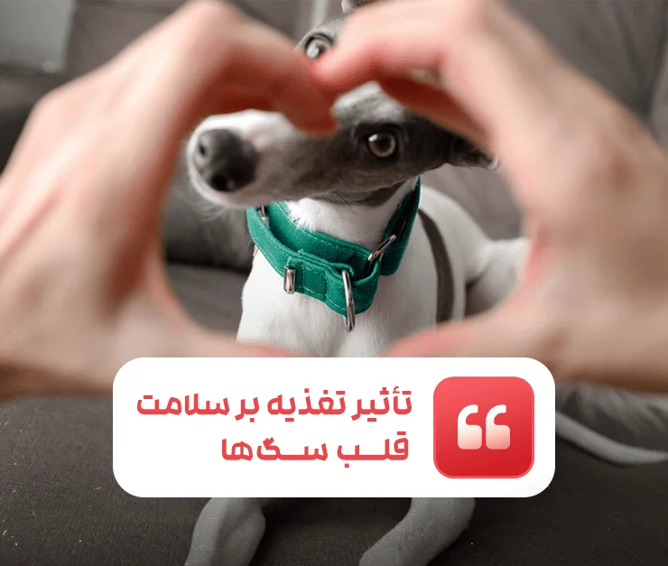 Dog Heart Diet