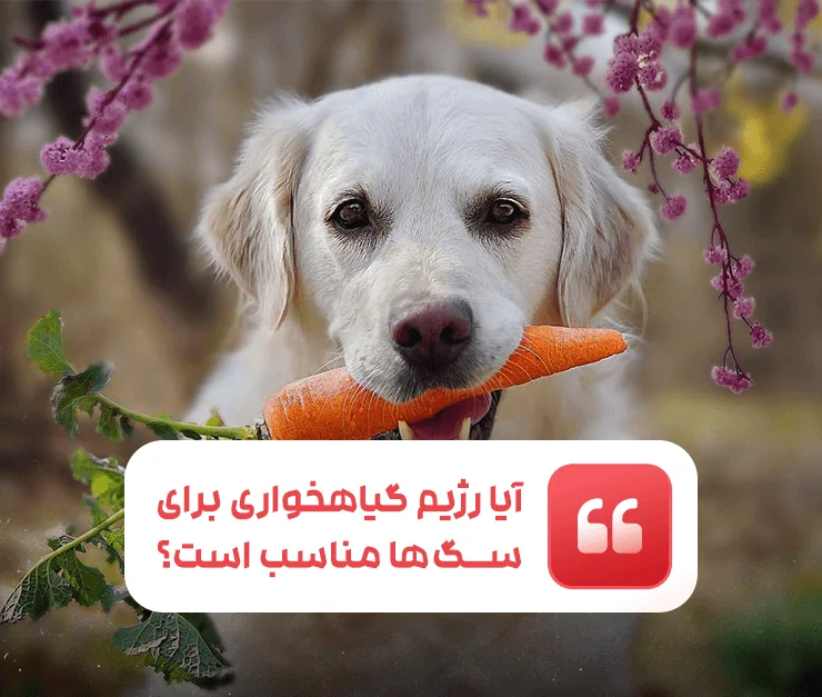 Is a vegetarian diet suitable for dogs?