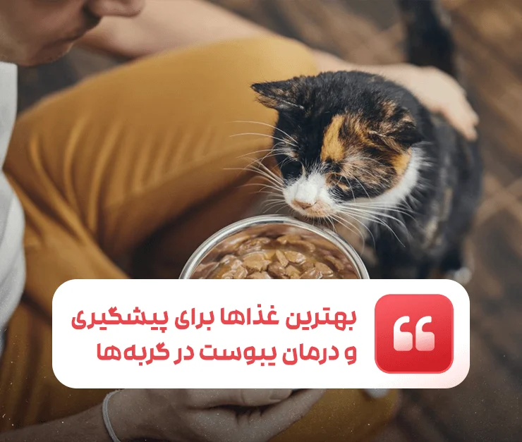 پیشگیری و درمان یبوست در گربه‌ها