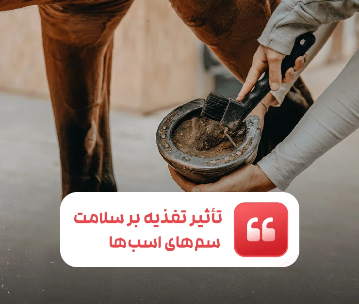 The impact of nutrition on the health of horses' hooves