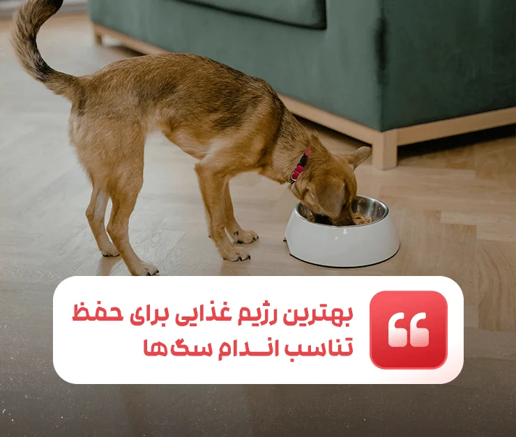 The best diet for keeping dogs fit