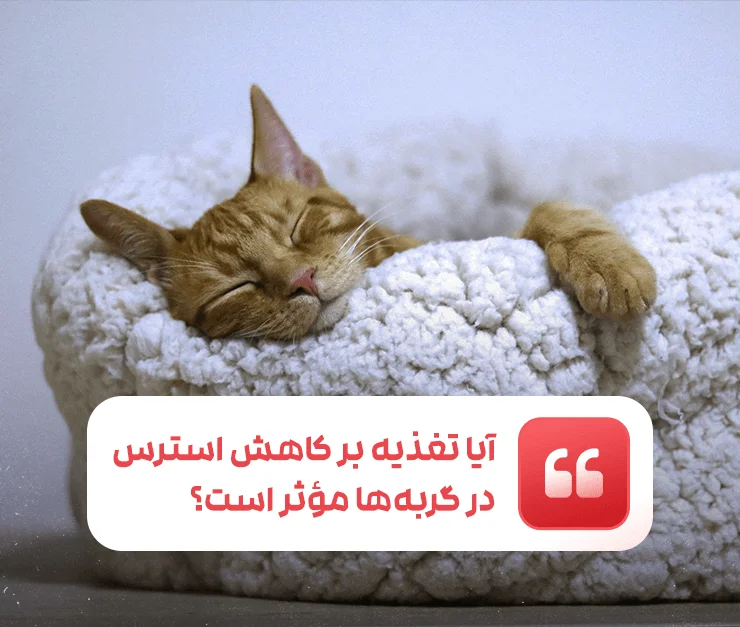 Does nutrition help reduce stress in cats?