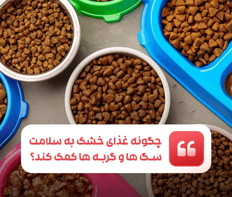 How can dry food help boost the health of dogs and cats?